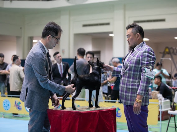 강아지 심사중인 교수님